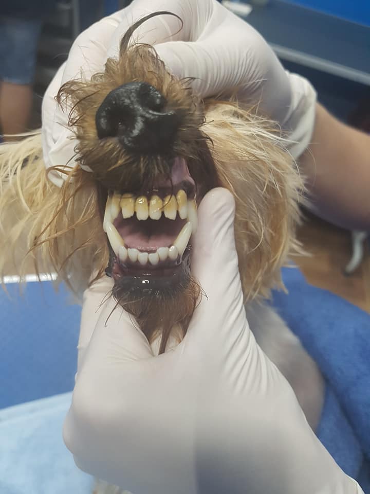Чистка зубов у собак ультразвуком