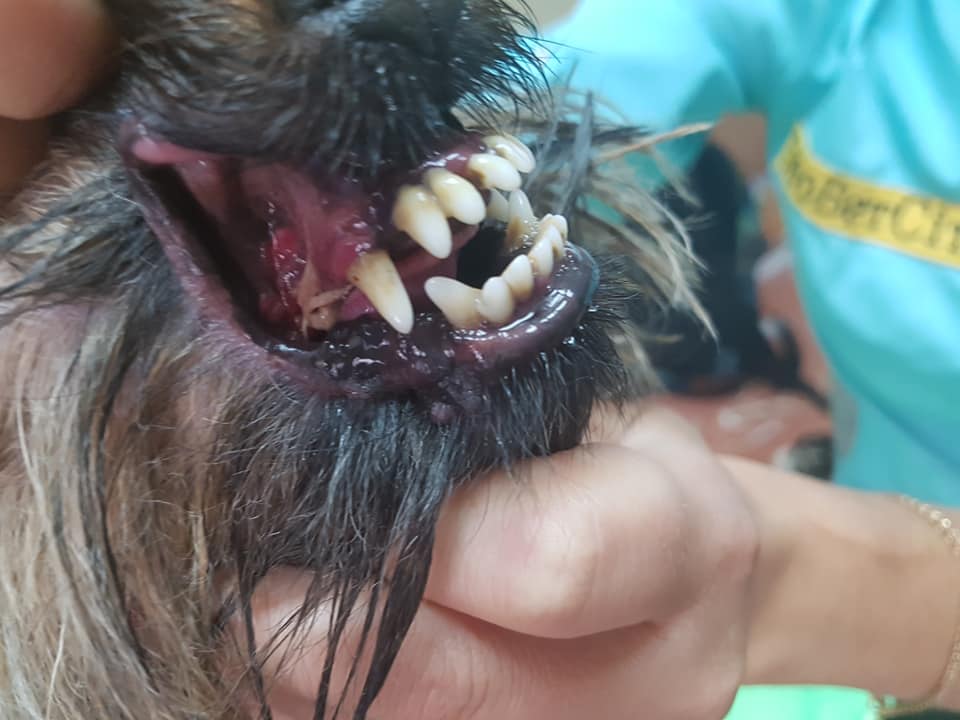 Чистка зубов ультразвуком у животных