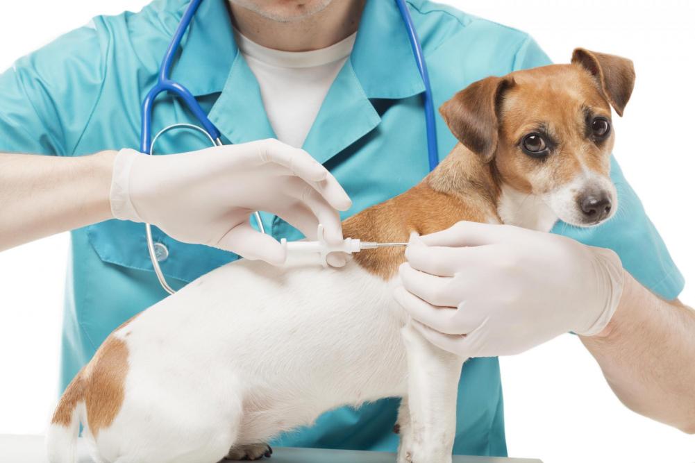 BLOG_VACCINATIONS привививки животным Кропивницкий - Ветеринарний Центр "ЗооВетСіті" м. Кропивницький