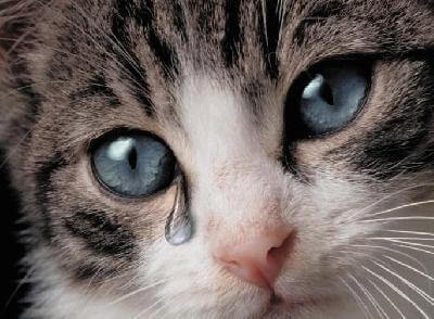 k_s_g Почему у кошки слезятся глаза? Причины, симптомы и лечение - Ветеринарний Центр "ЗооВетСіті" м. Кропивницький