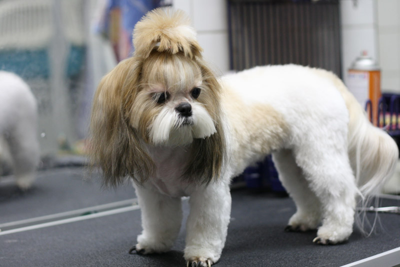 Ши-тцу: уход и содержание собаки | Royal Canin